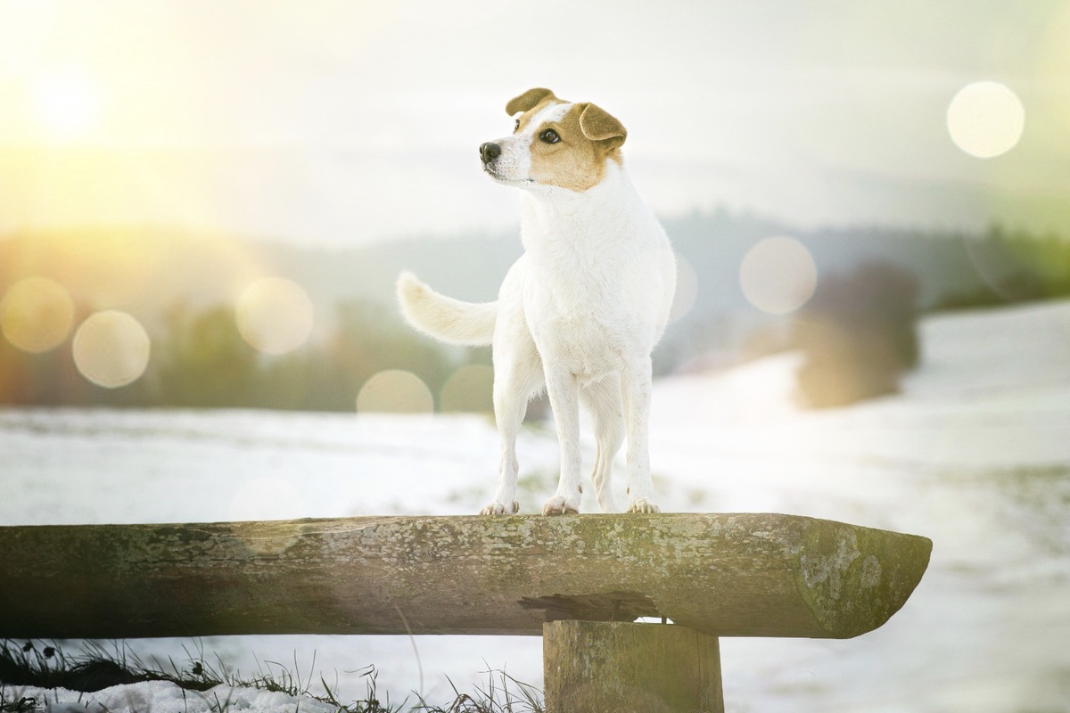Terrier Mix H�ndin auf Bank vor Schneelandschaft des Bodanr�cks mit Bokeh Effekt