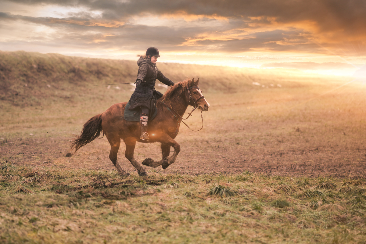 Freih�ndiger Galopp vor einem Sonnenuntergang