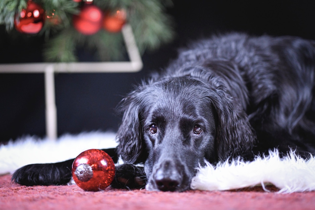 Flat Coated Retriever R�de unter dem Weihnachtsbaum mit Weihnachtsbaumkugel
