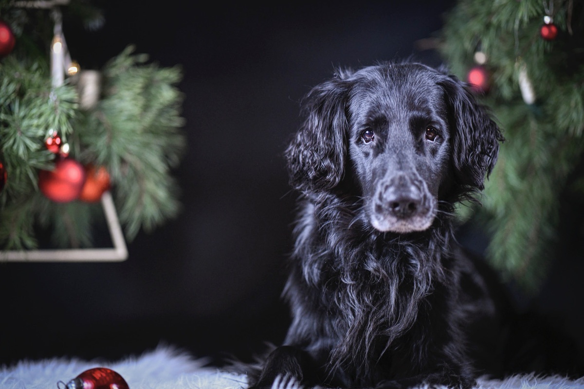 Flat Coated Retriever R�de unter dem Weihnachtsbaum mit Weihnachtsbaumkugel