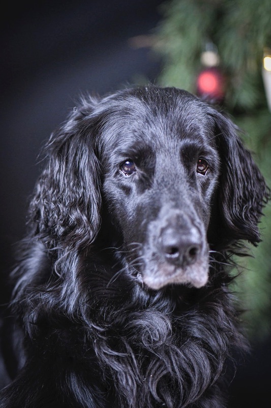 Portrait Flat Coated Retriever R�de unter dem Weihnachtsbaum mit Weihnachtsbaumkugel