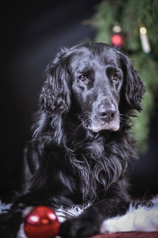 Portrait Flat Coated Retriever R�de unter dem Weihnachtsbaum mit Weihnachtsbaumkugel