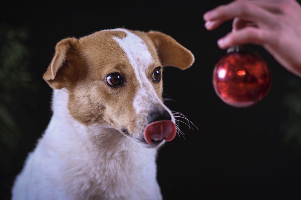 Ob man die vielleicht doch essen kann?
Terrier Mix H�ndin mit Weihnachtsbaumkugel